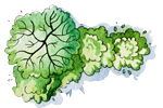trees trees