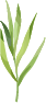 leaf1 leaf1