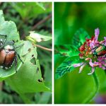 Japanese beetles on top of a leaf for landscape maintenance in in Middleton, WI
