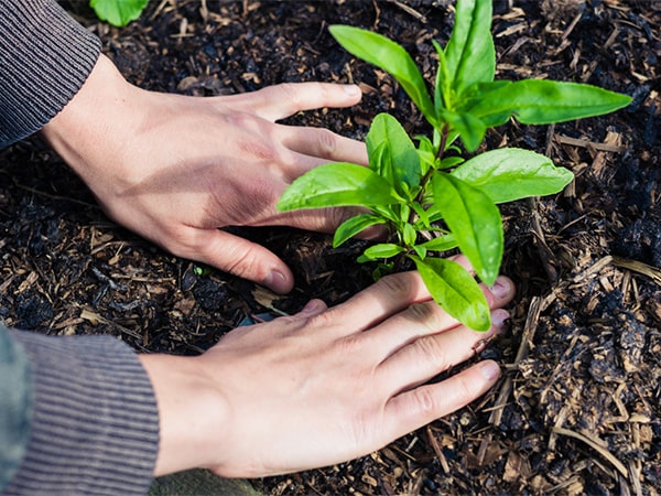 Hands planting a green plant into wet mulch