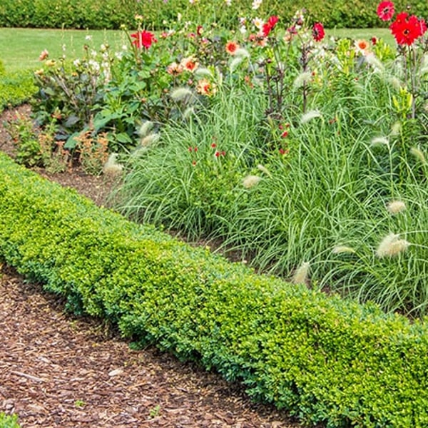 A a garden with mulching landscaping and lawn maintenance in Middleton, WI.