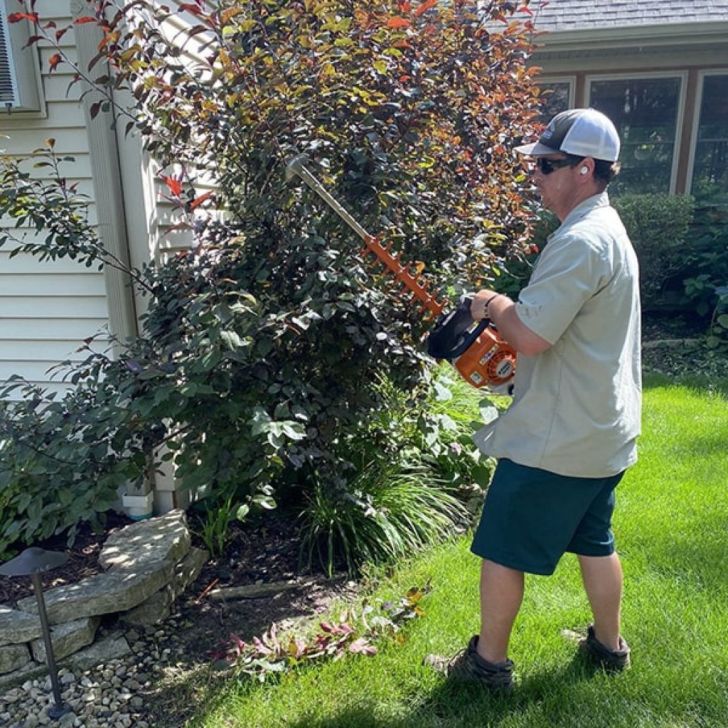 A staff doing tree shrub pruning for local lawn care services in in Middleton, WI.