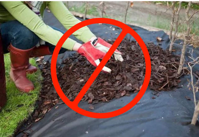 person laying mulch over landscaping fabric with a red do not symbol Carrington Lawn & Landscape in Middleton, WI