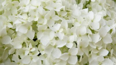 white flowers 2465604 1280 768x431 1