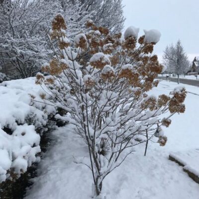 A small tree covered in snow with dried flower heads in Middleton, WI
