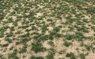 Bare spot in a lawn before spot seeding treatment