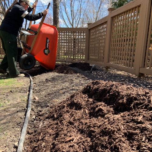 Worker dumping dark mulch from an orange wheelbarrow onto a garden bed alongside a wooden fence in Middleton, WI