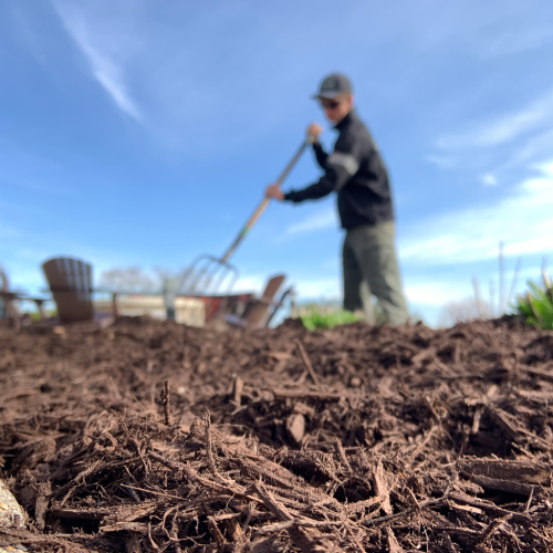 Close-up of freshly spread mulch with a blurred landscaper spreading mulch in the background under a blue sky