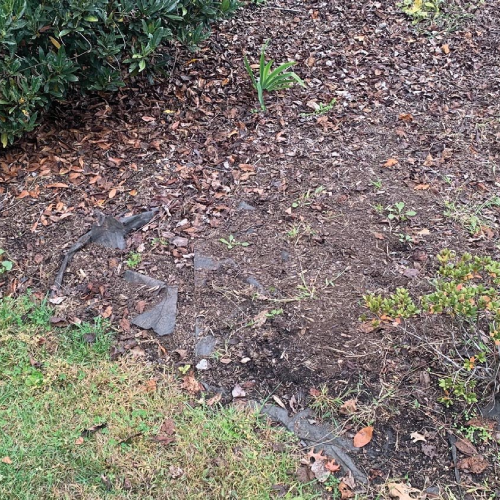 Torn and exposed landscape fabric in a garden bed with visible dirt and weeds growing through