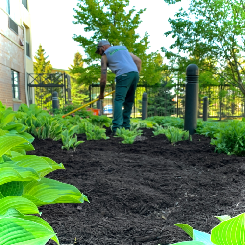 Worker raking fresh mulch in a landscaped bed surrounded by green hostas and trees in a Wisconsin garden