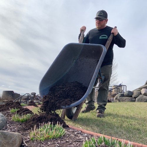 Landscape professional using a wheelbarrow to spread mulch over a garden bed with green plants in Madison, Wisconsin