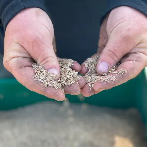 Close-up of hands holding grass seeds for lawn care basics by Carrington Lawn & Landscape in Middleton, WI