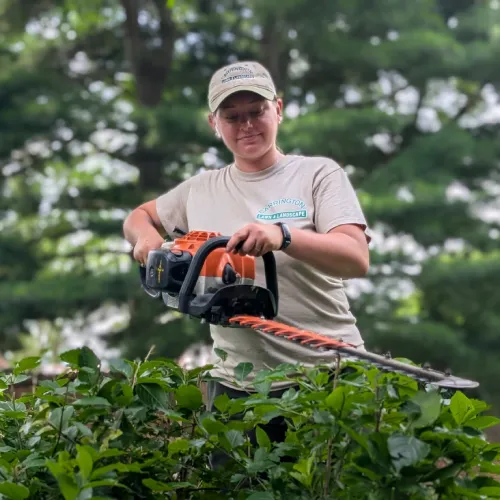 A landscape professional using a power hedge trimmer on green shrubs for care for new landscaping by Carrington Lawn & Landscape in WI