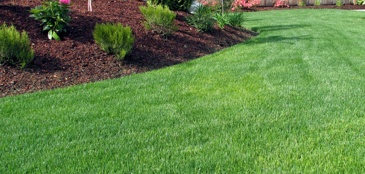 Lawn Care Basics Carrington Lawn & Landscape Middleton, WI