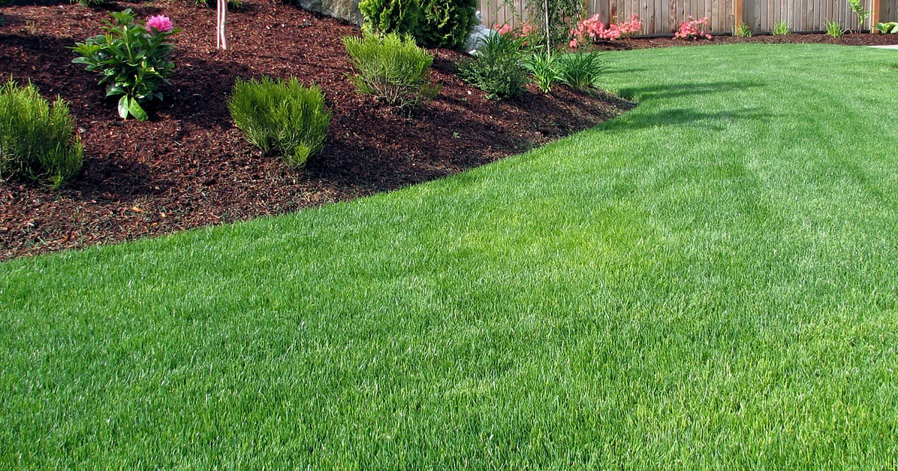 Image of a lush green lawn that had landscape services by Carrington Lawn & Landscape in middleton, WI