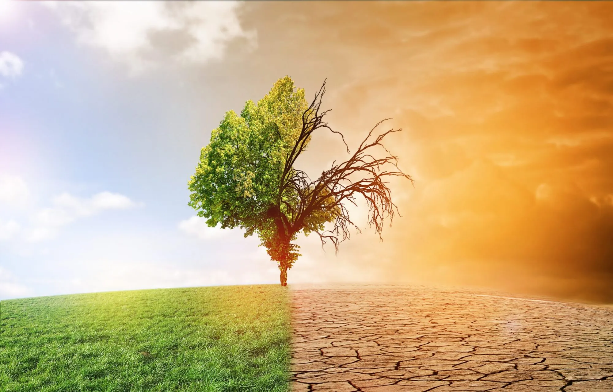 A tree split between lush green and barren, cracked earth, symbolizing climate change in Middleton, WI