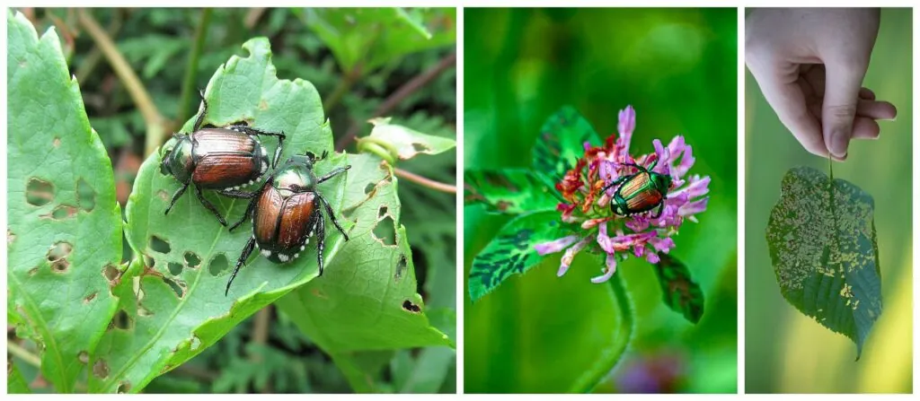 collage of three images depicting Japanese Beetles and their damage to plants that are in need of local lawn care services in Middleton, WI