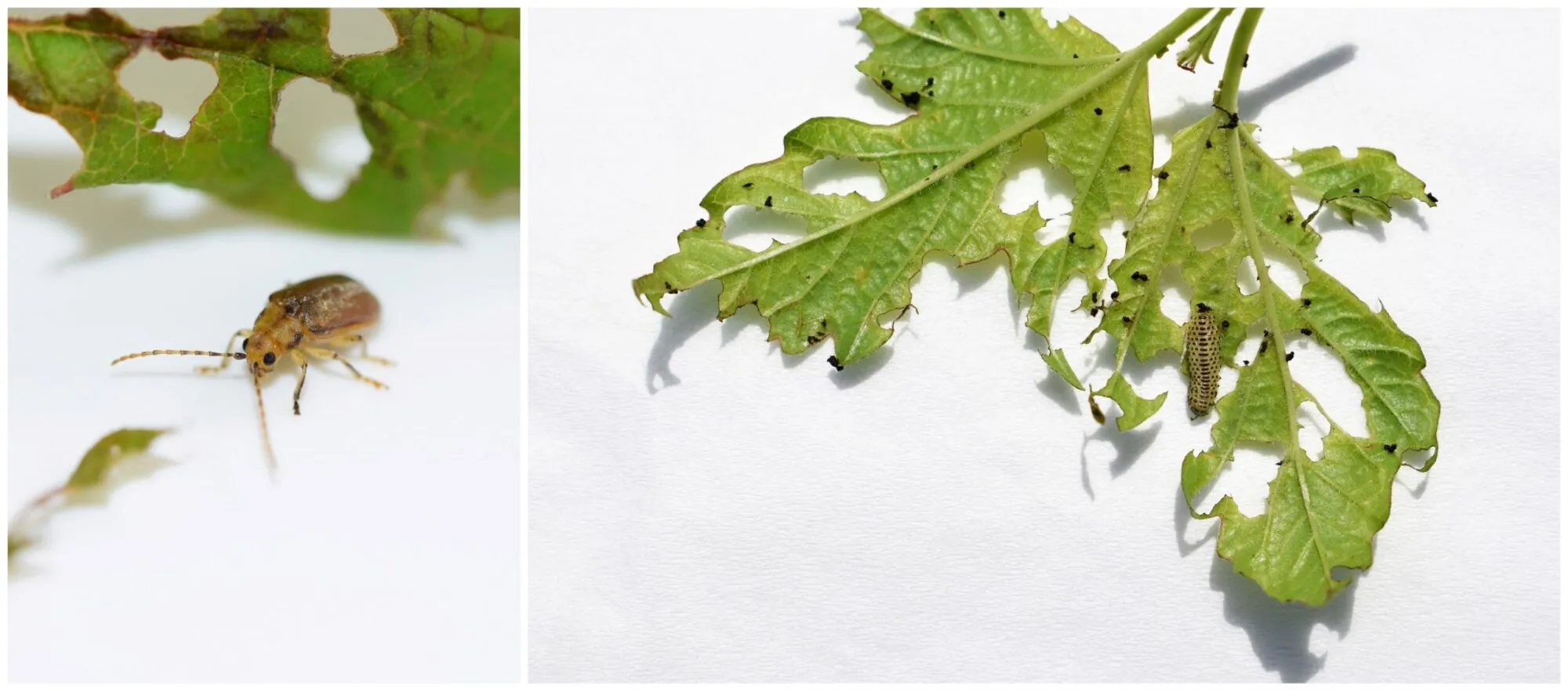 collage of two images depicting Viburnum Beetles and their damage to plants that are in need of local lawn care services in Middleton, WI