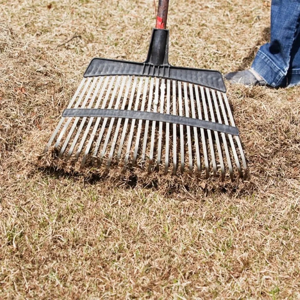 A person using a dethatching rake to remove dead grass and thatch from a lawn in Middleton, WI