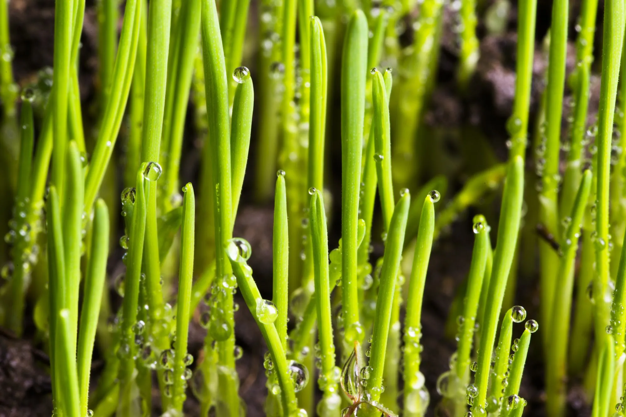 Bright green grass blades with glistening water droplets