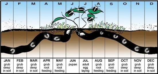 grub life cycle