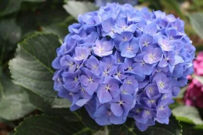 When To Prune Hydrangeas In Wisconsin Carrington Lawn Landscaping