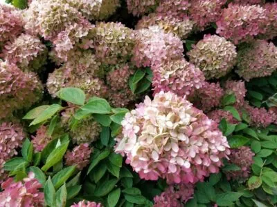 hydrangea paniculata limelight 4476301 1280 768x576 1