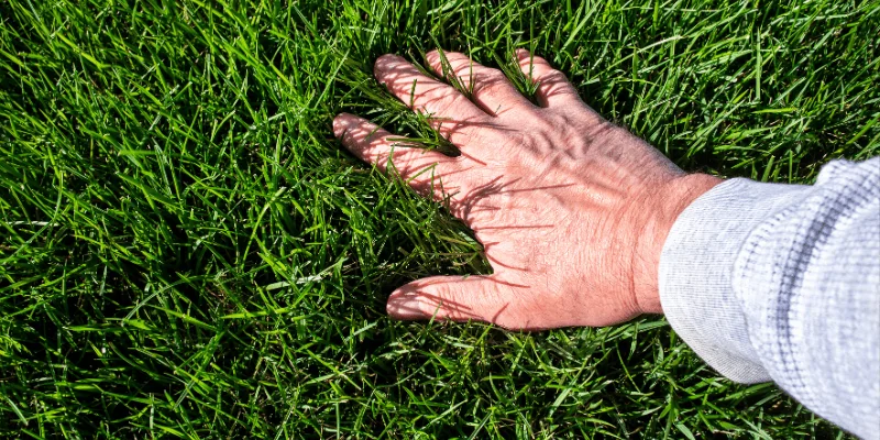 Person's hand touching grass in Middleton, WI