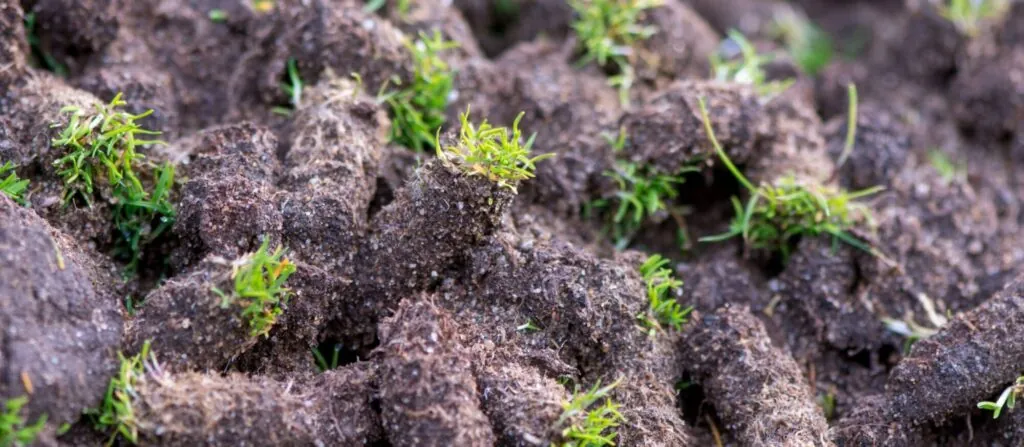 Lawn aeration, showing plugs of soil removed from the ground in Middleton, WI