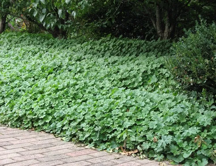 A softscape landscaping dense groundcover of green plants in Middleton, WI