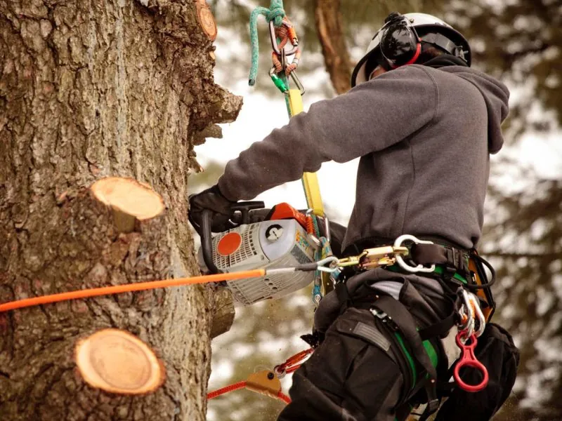 Carrington Lawn & Landscape crew in a process of tree cutting for landscape services in Middleton, WI