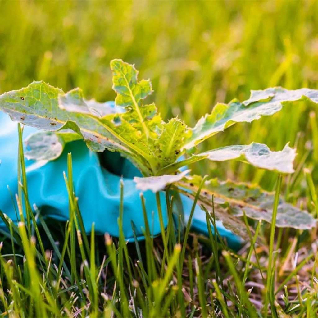 A close-up of a dandelion weed with jagged leaves growing in a lawn of green grass for landscape maintenance in Middleton, WI
