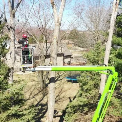 Carrington Lawn & Landscape team member in a process of tree pruning softscape landscaping in Middleton, WI