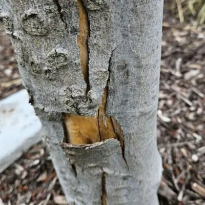 Tree bark that is in need of softscape landscaping with frost crack damage in Middleton, WI