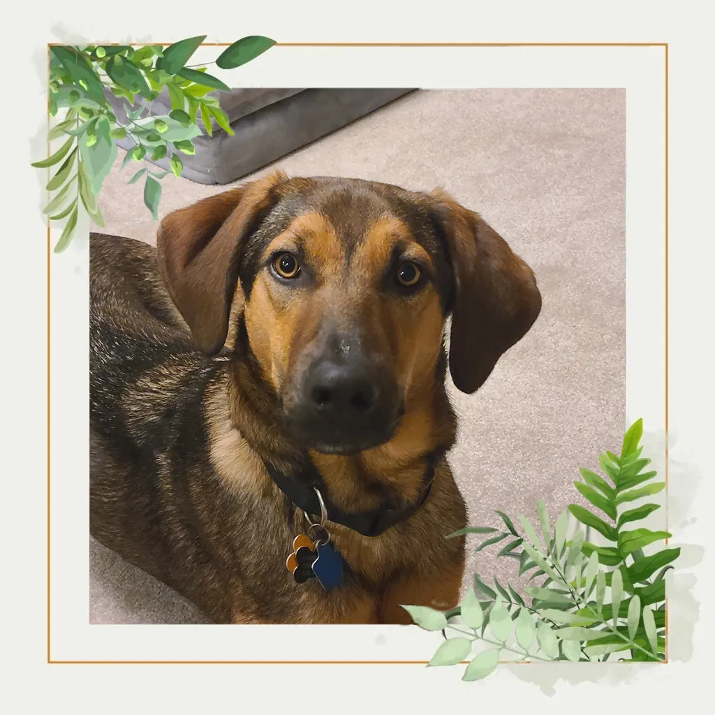 Cosmo, Carrington Lawn & Landscape team member