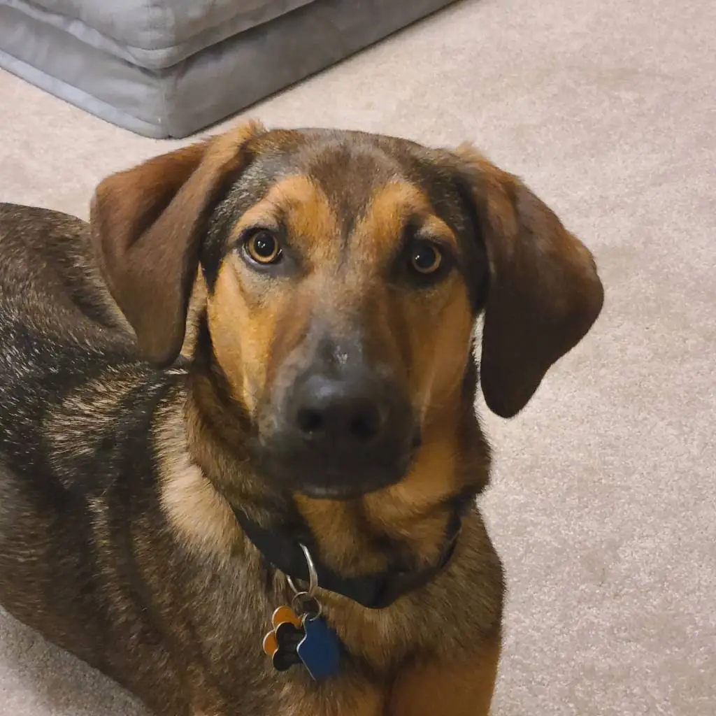 Cosmo, Carrington Lawn & Landscape team member