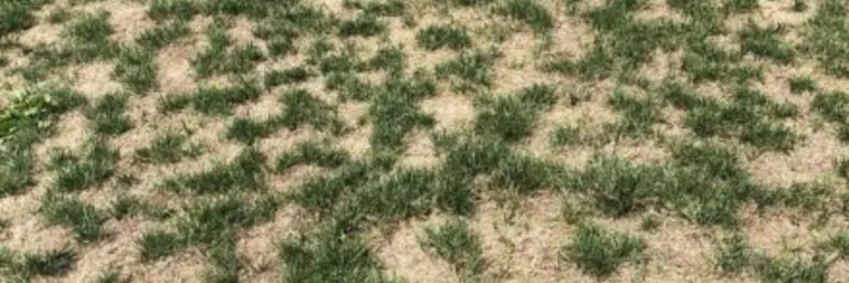 Your Guide To Spot Seeding