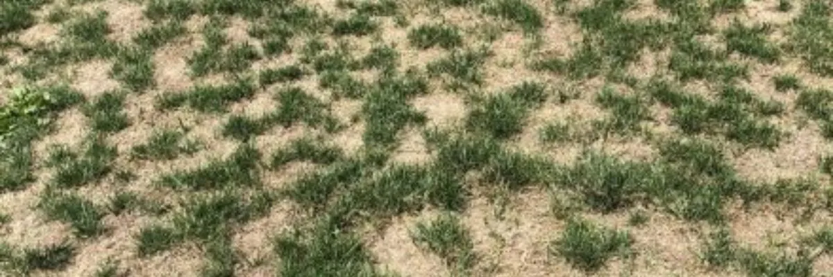 Lush green lawn after the first spring mowing