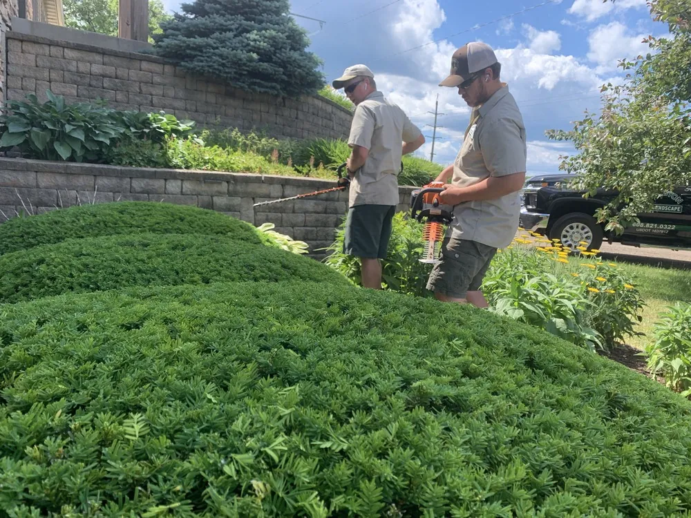 Professional pruning of ornamental shrubs in a landscaped garden
