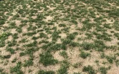 Bare spot in a lawn before spot seeding treatment