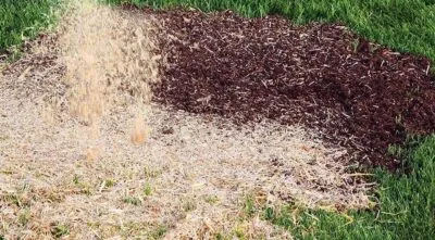 Straw mulch covering newly spot-seeded lawn for moisture retention