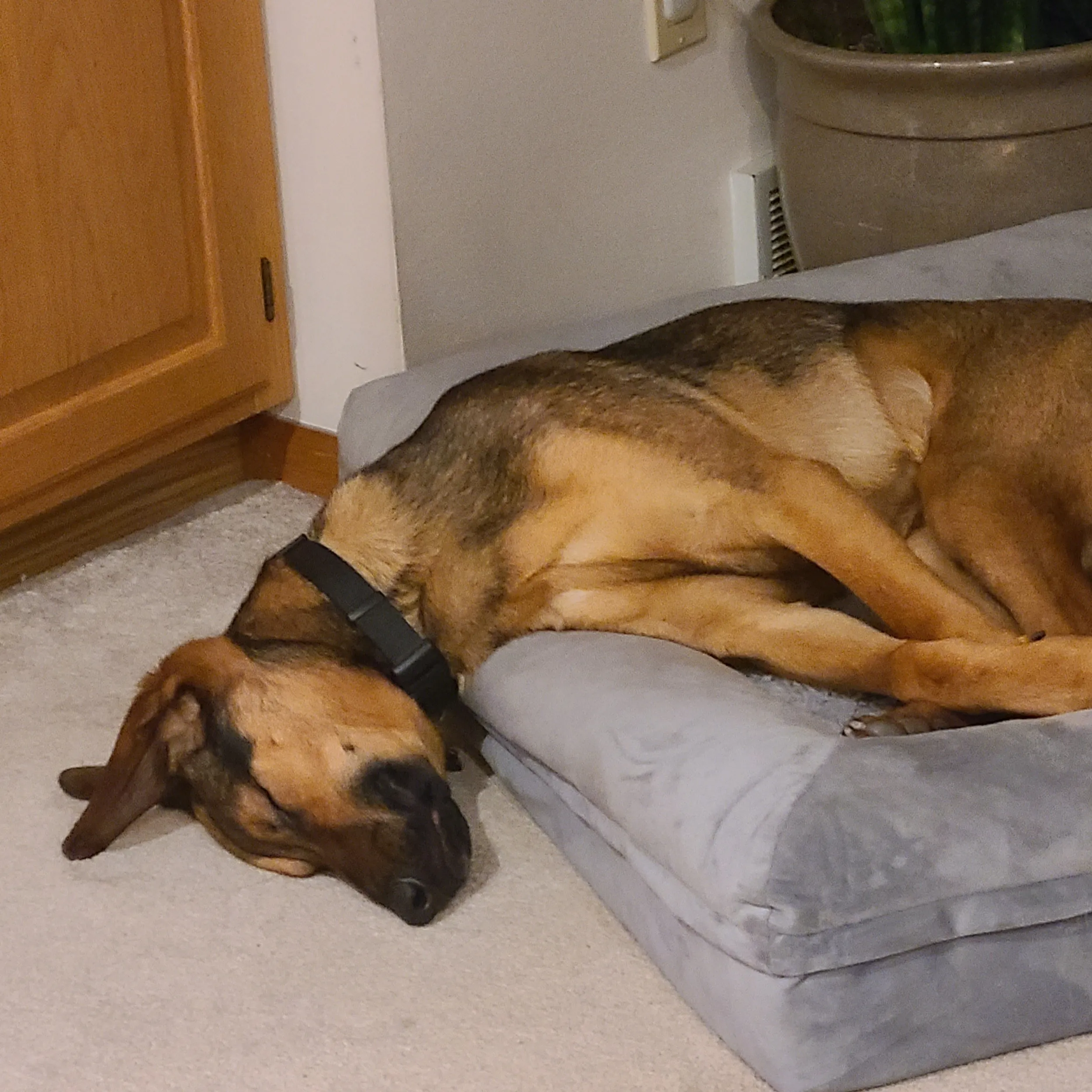 Friendly brown-and-black dog named Cosmo, official greeter for Carrington Lawn Landscape