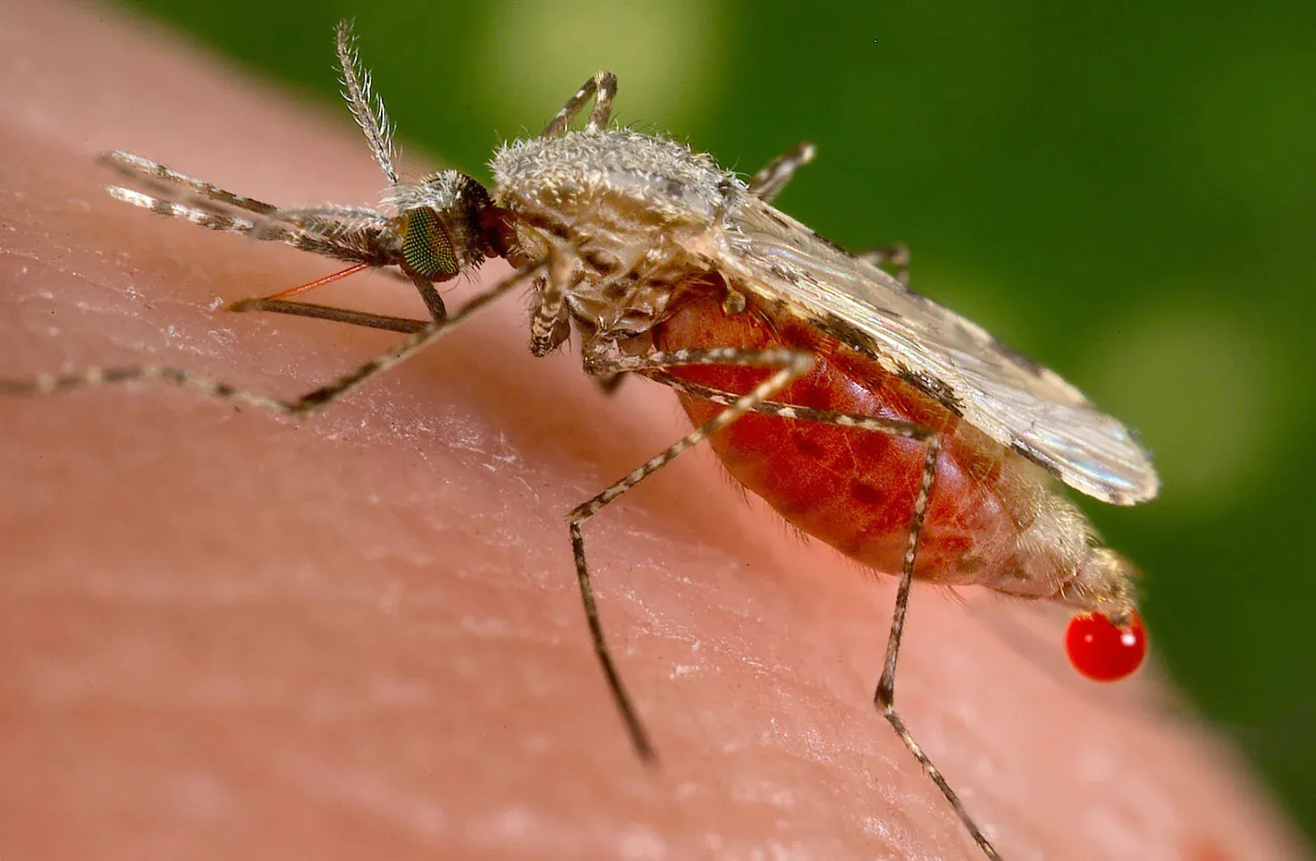 Professional mosquito control treatment in Madison by Carrington Lawn & Landscape