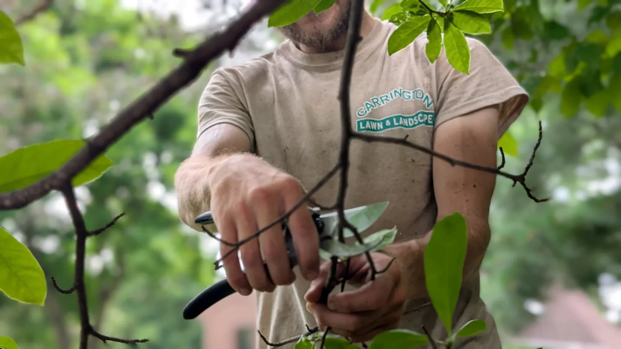 Hands-on shrub pruning benefits service in Middleton WI by Carrington Lawn & Landscape