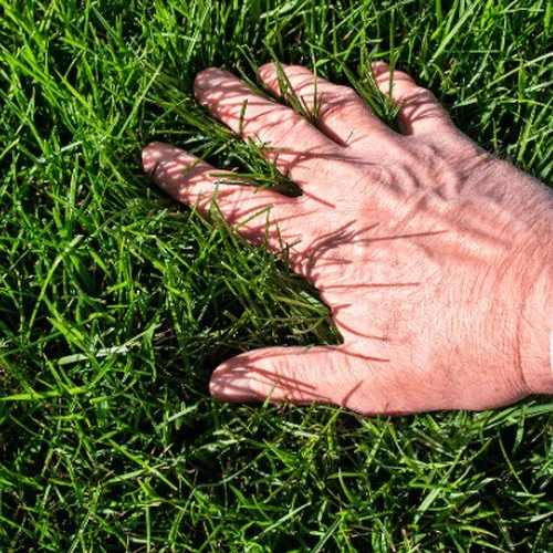 Hand resting on thick healthy grass, organic vs hybrid lawn care weed control in Madison, WI by Carrington Lawn & Landscape