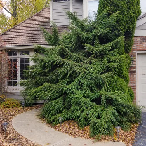 Overgrown evergreen shrub spilling over a curved front walkway and blocking a window, professional pruning in Madison, WI by Carrington Lawn & Landscape