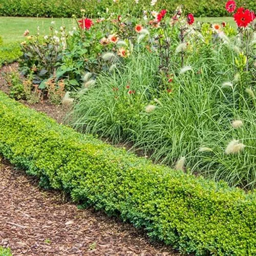 Neatly pruned low boxwood hedge edging a mulched garden bed of ornamental grasses and dahlias, professional pruning in Madison, WI by Carrington Lawn & Landscape