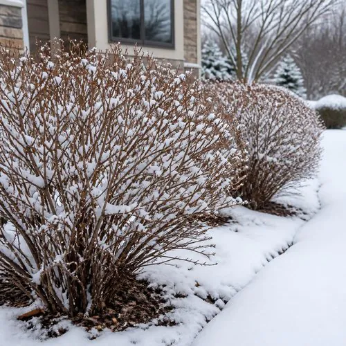 Snow-dusted dormant shrubs in a landscape bed ready for late-winter pruning, when to prune shrubs in Wisconsin by Carrington Lawn & Landscape